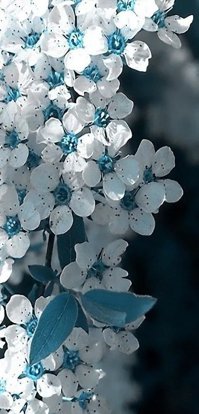 Delicate white and blue blossoms wallpaper for mobile.