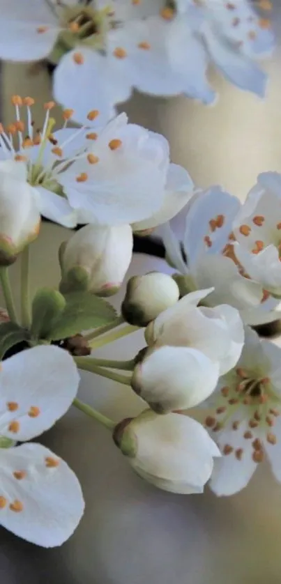 White blossoms creating a serene and elegant mobile wallpaper.