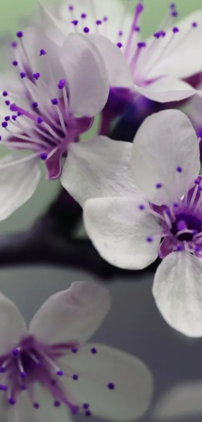 Delicate white and purple flowers in bloom.