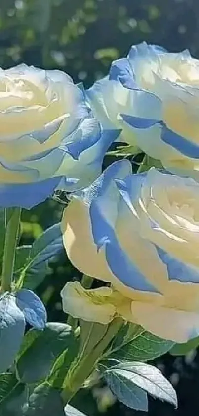 Elegant blue and white roses with green foliage.