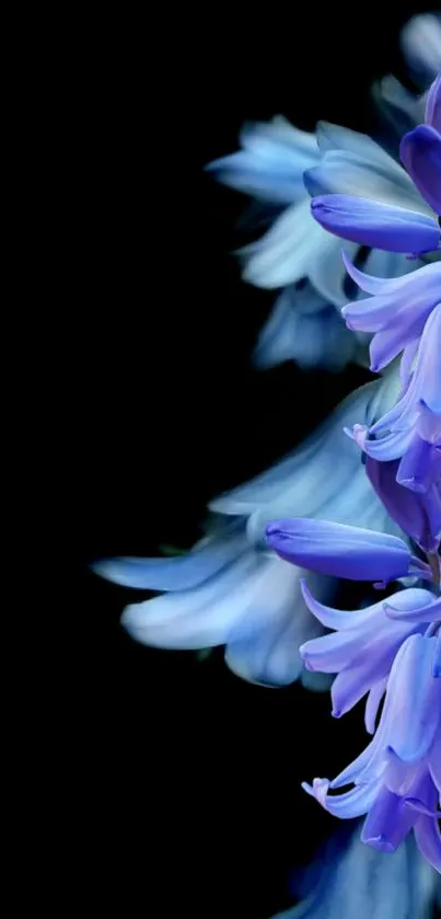 Elegant blue bellflower on a dark background wallpaper.