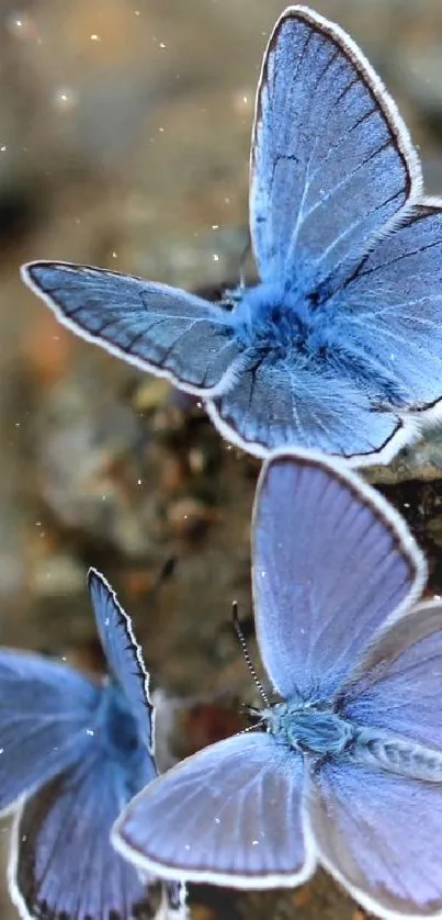 Three blue butterflies on a natural background.