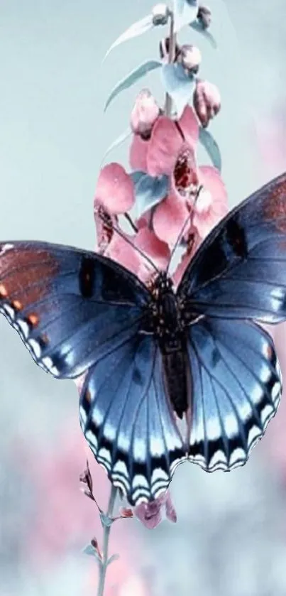 Blue butterfly on pink flowers, nature art wallpaper.