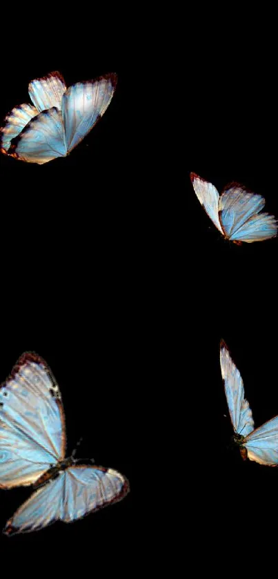 Elegant blue butterflies on black background, ideal for mobile wallpaper.