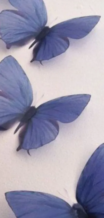 Blue butterflies on a white background, serene and elegant.