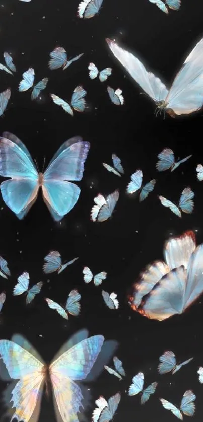 Elegant blue butterflies on black background.