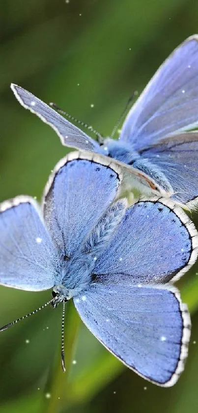 Two vibrant blue butterflies perched on green leaves, serene nature wallpaper.