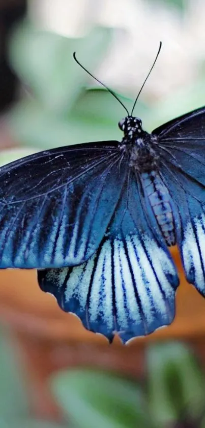 Elegant blue butterfly with detailed wings on a mobile wallpaper.