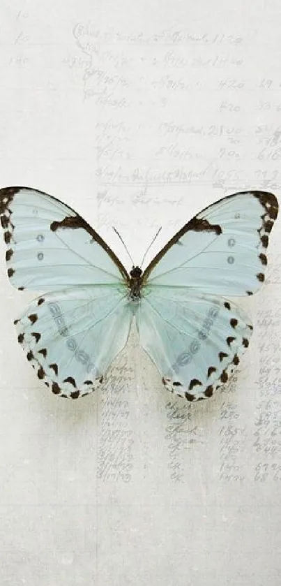 Elegant light blue butterfly mobile wallpaper with subtle details.