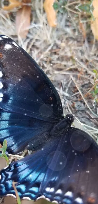 Close-up of a vibrant blue butterfly on natural background.