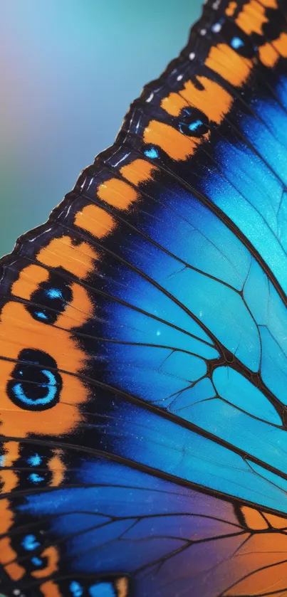 Close-up of a vibrant blue butterfly wing with intricate patterns.