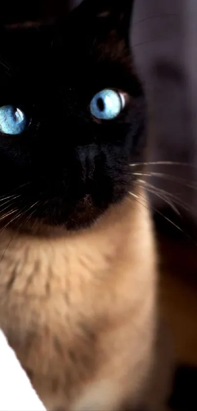 Siamese cat with vivid blue eyes gazing intently, perfect for phone wallpaper.