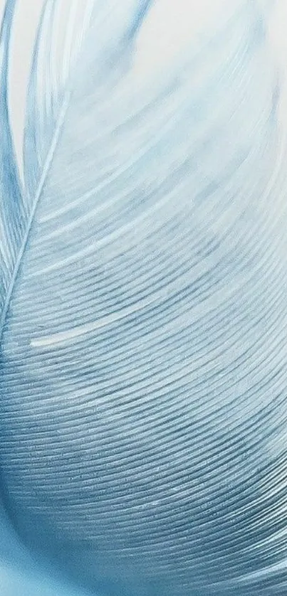 Soft blue delicate feather wallpaper for mobile devices.