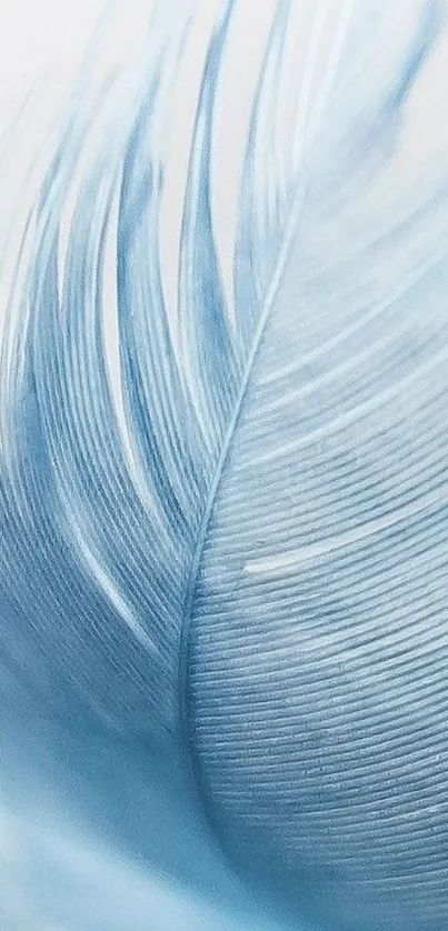 Light blue feather close-up wallpaper for mobile.