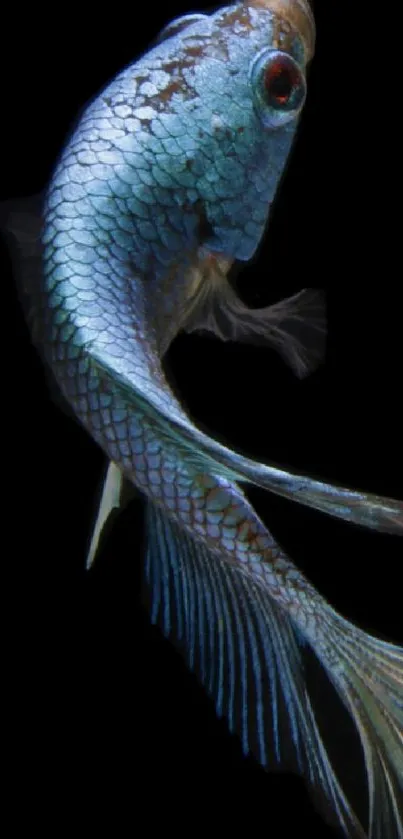 Elegant blue fish on a black background, ideal for mobile wallpaper.