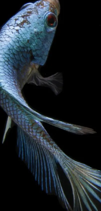 A blue fish with elegant fins on a black background, creating a serene mobile wallpaper.