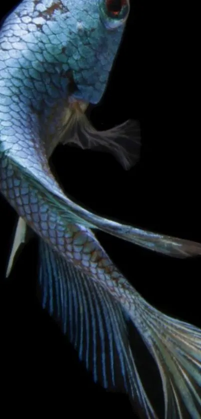 A sleek blue fish on a dark background, showcasing elegant scales.