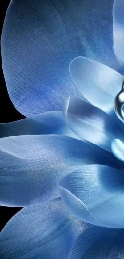 Elegant blue flower with metallic accents on black backdrop.