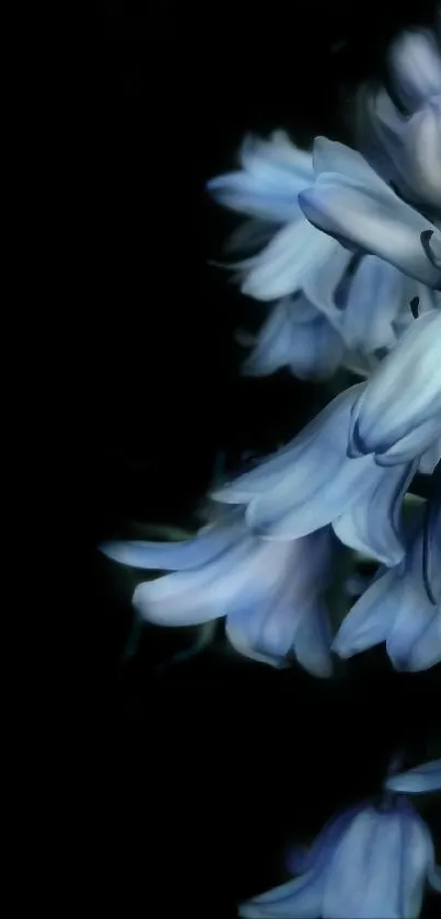 Elegant blue flowers with a dark background.