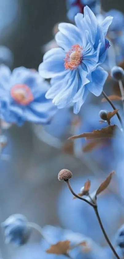 Elegant blue flowers with delicate petals in a serene wallpaper design.