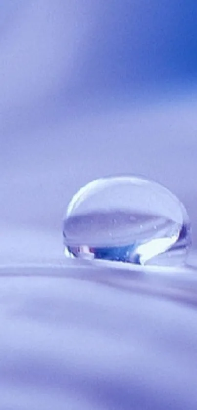 Close-up of blue petals with a water droplet.