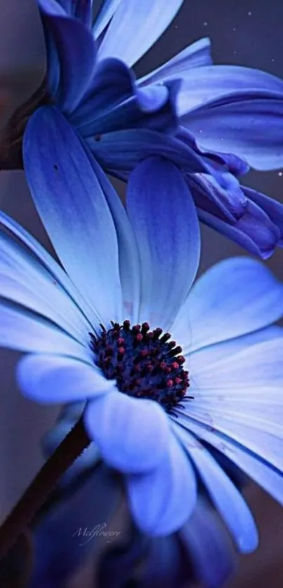 Close-up of blue flowers with delicate petals.