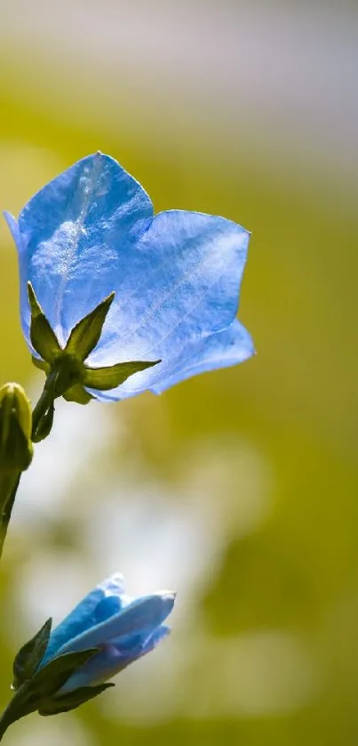 A delicate blue flower with a lush green background.