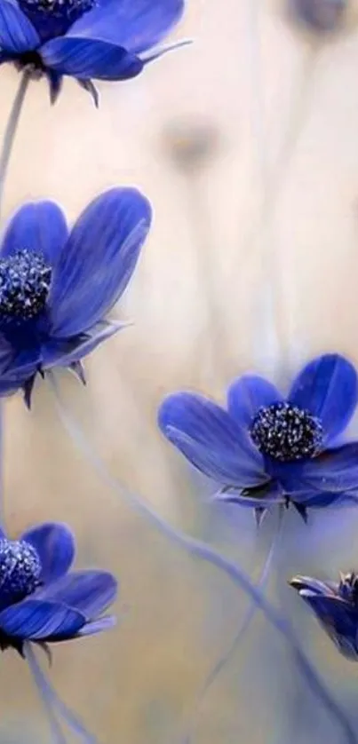 Elegant blue flowers with soft background.