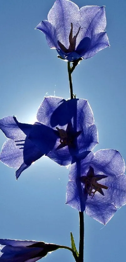 Blue flower silhouette against clear blue sky.