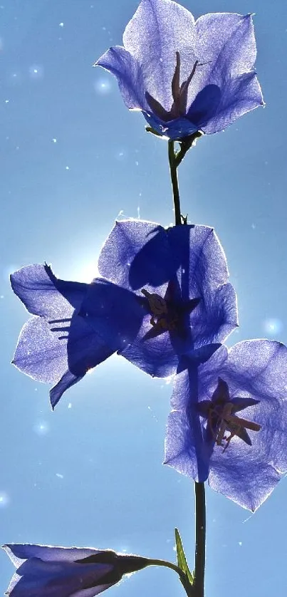 Silhouette of bluebell flowers against a bright blue sky.