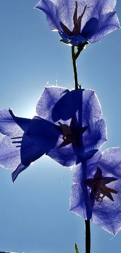 Silhouette of purple-blue flowers against clear sky