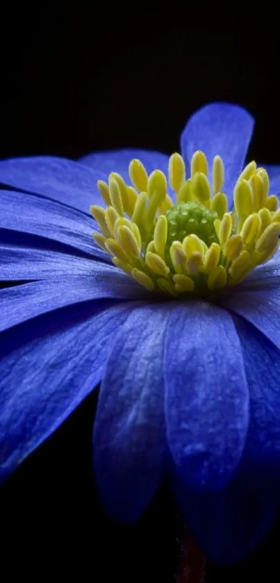 Elegant blue flower against a black background.