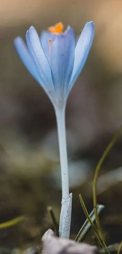 Close-up of a delicate blue flower against a blurred natural background.