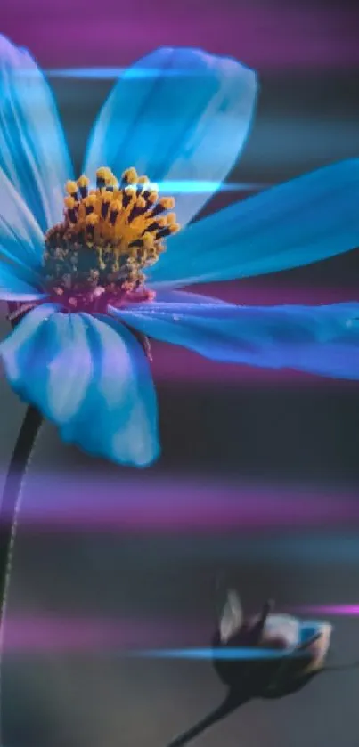 Blue flower wallpaper with vibrant petals and a serene dark background.