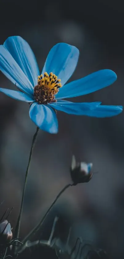 A vibrant blue flower against a dark, moody background on a mobile wallpaper.