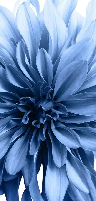 Elegant blue flower wallpaper with intricate petals.