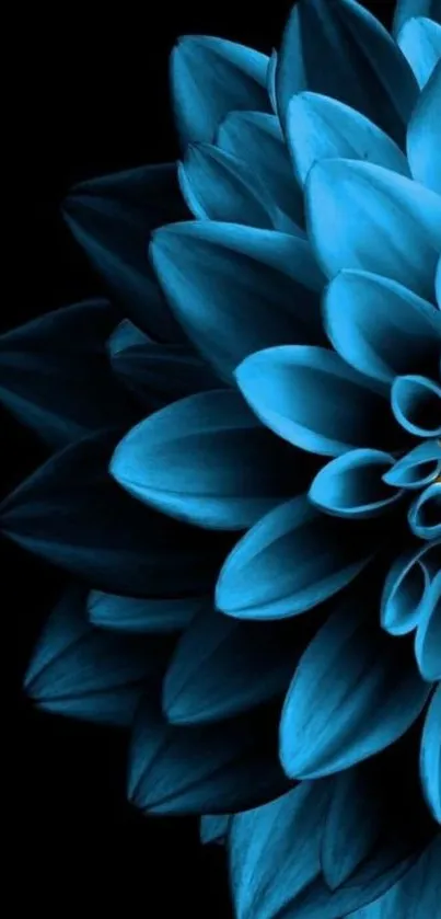 Elegant blue flower with dark background mobile wallpaper.