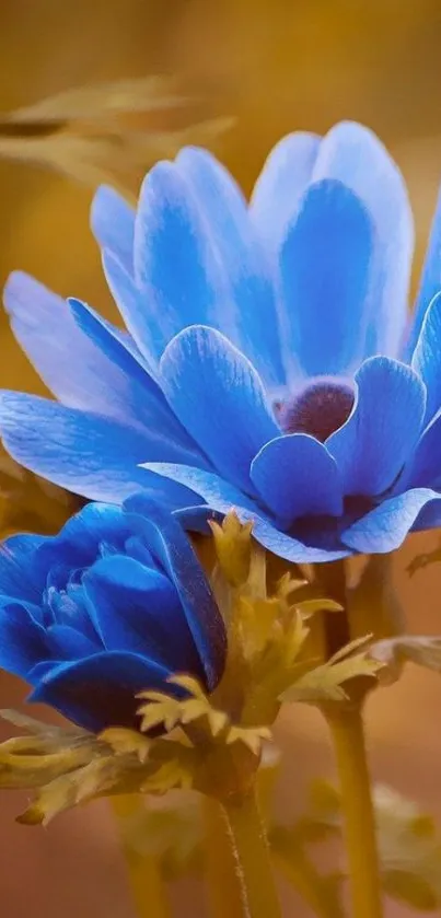 Blue flowers wallpaper with golden background.