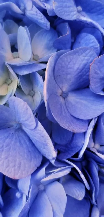 Close-up of blue hydrangea flowers creating a serene and elegant wallpaper.