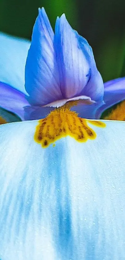 Close-up of a vibrant blue iris flower with detailed textures.