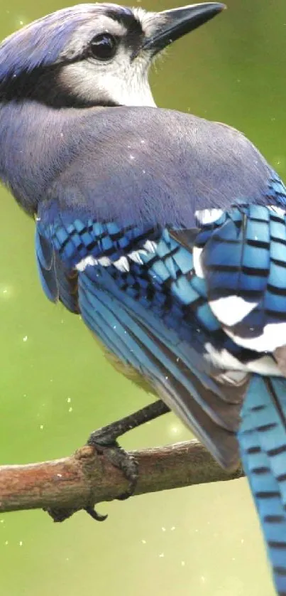 Blue jay perched on branch mobile wallpaper.