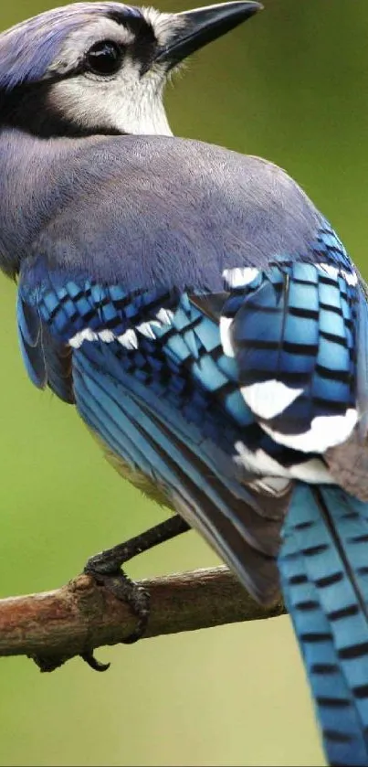 Blue jay perched on a branch with vibrant feathers, set against a green background.