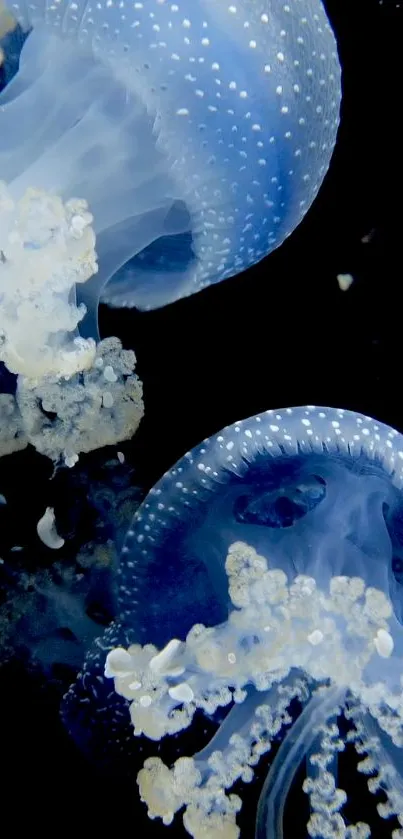 Elegant blue jellyfish floating gracefully underwater.