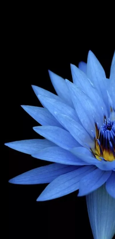 Elegant blue lotus flower on black background wallpaper.