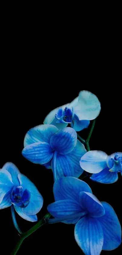 Vibrant blue orchids on black background, elegant mobile wallpaper.