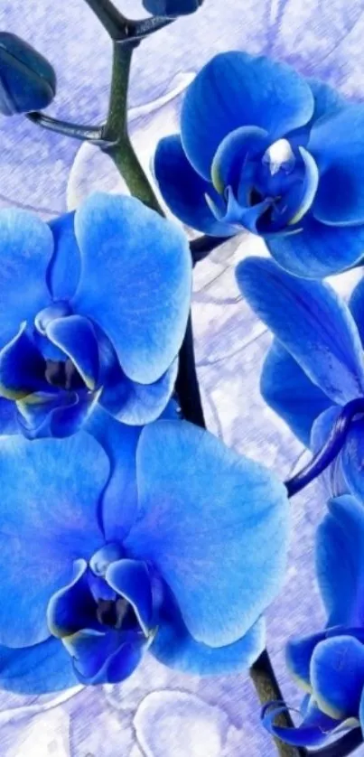 Vivid blue orchids on a textured background wallpaper.