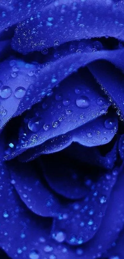 Blue rose wallpaper with dew-dropped petals and intense color.