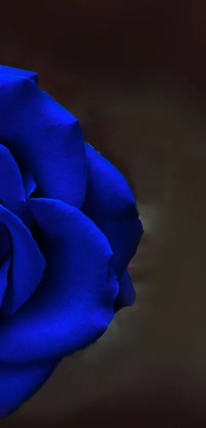 Vibrant blue rose on a dark, blurred background.