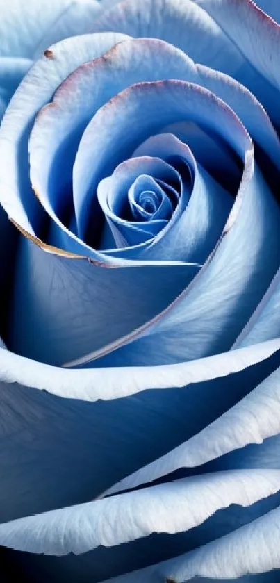 Close-up photo of an elegant blue rose.