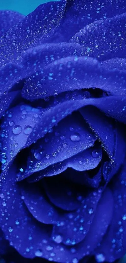 Close-up of a vibrant blue rose covered in water droplets.